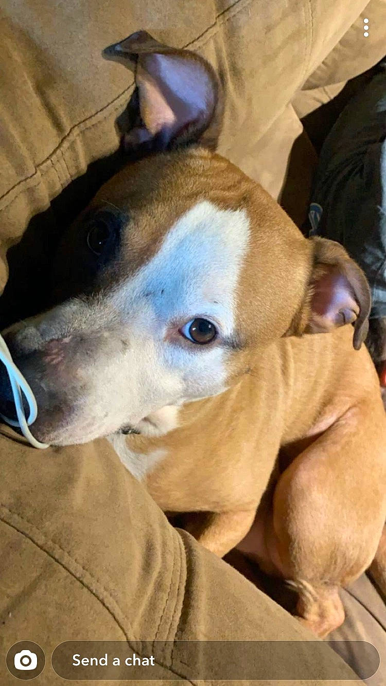 Hydro is registered to the contest to win money with this photo: canidae, carnivore, collar, comfort, companion_dog, dog, dog_breed, dog_collar, fawn, pet_supply, snout, sporting_group, whiskers, working_animal, working_dog