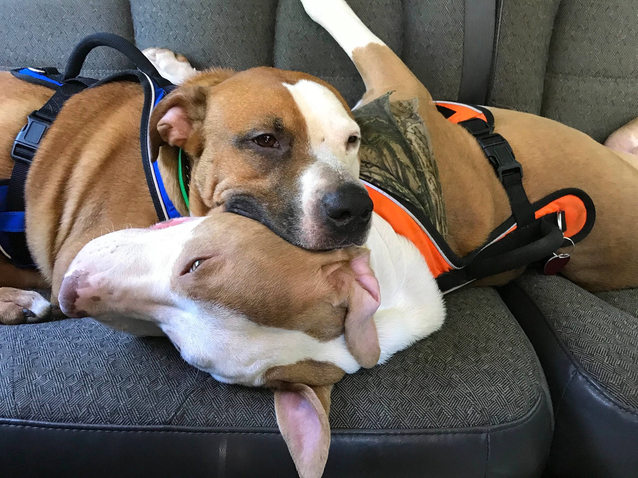 Hydro joined the competition — help win amazing prizes! bag, canidae, car_seat, carnivore, collar, comfort, companion_dog, dog, dog_breed, dog_collar, dog_supply, fawn, leash, liver, mammal, pet_supply, snout, sporting_group, working_animal, working_dog