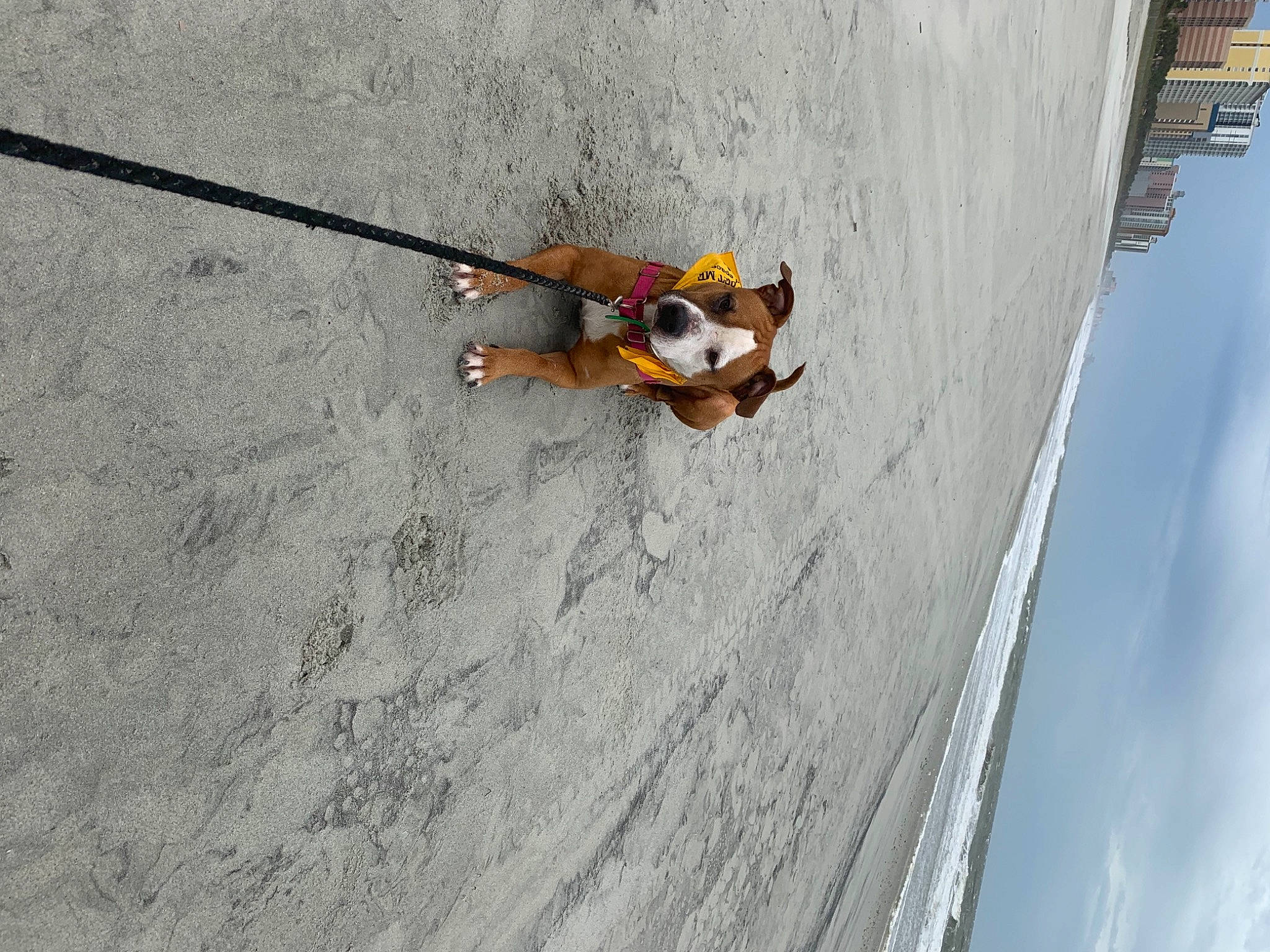 Hydro is registered to the contest to win money with this photo: adventure, canidae, carnivore, collar, companion_dog, dog, dog_breed, dog_collar, dog_supply, dog_walking, goggles, leash, pet_supply, sporting_group, tail, wave, wind, wind_wave, working_animal, working_dog