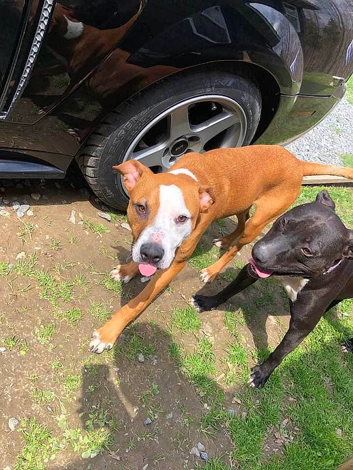 Hydro is registered to the contest to win money with this photo: alloy_wheel, auto_part, automotive_exterior, automotive_lighting, automotive_parking_light, automotive_tire, automotive_wheel_system, carnivore, collar, dog, dog_breed, fender, hubcap, mammal, rim, snout, sporting_group, tread, vehicle_door, working_animal