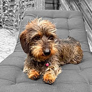 Suzie participe au concours pour gagner de l'argent avec cette photo : dog, dachshund, wire_haired, pet, outdoor, lounging, cushion, black_cushion, fur, paws, collar, tag, selective_color, animal, canine, resting, portrait, cute, furry, relaxed