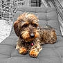 animal, black_cushion, canine, collar, cushion, cute, dachshund, dog, fur, furry, lounging, outdoor, paws, pet, portrait, relaxed, resting, selective_color, tag, wire_haired