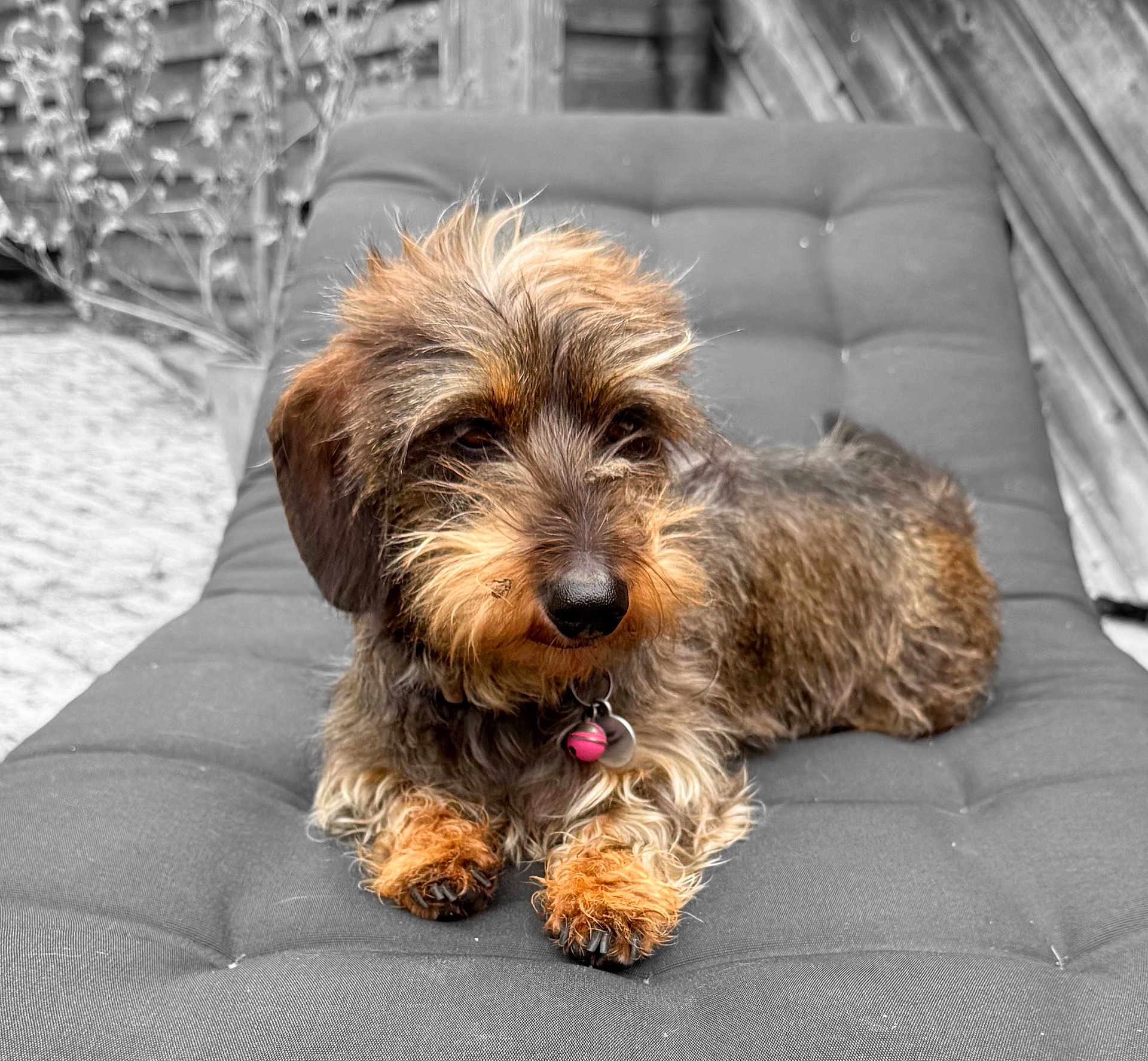 Suzie