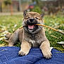 puppy, dog, stick, grass, outdoor, blue_quilt, happy, playful, animal, nature, leaf, smiling, pet, cute, fur, tongue, mouth, paw, lying_down, young