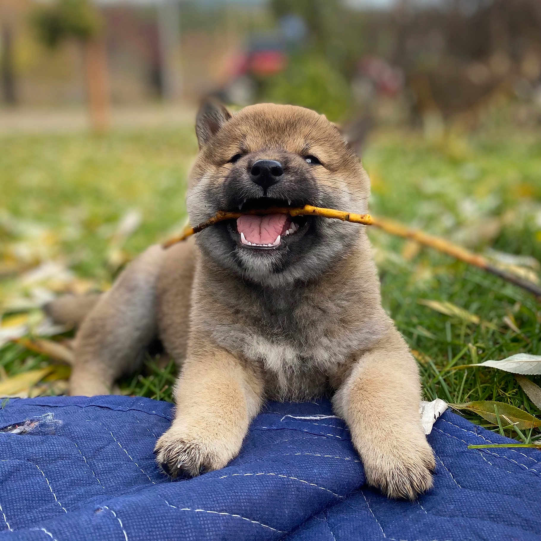 Ito is registered to the contest to win money with this photo: animal, blue_quilt, cute, dog, fur, grass, happy, leaf, lying_down, mouth, nature, outdoor, paw, pet, playful, puppy, smiling, stick, tongue, young