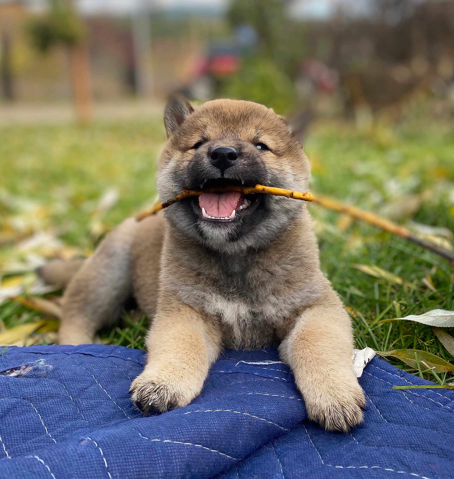 Ito is registered to the contest to win money with this photo: puppy, dog, stick, grass, outdoor, blue_quilt, happy, playful, animal, nature, leaf, smiling, pet, cute, fur, tongue, mouth, paw, lying_down, young