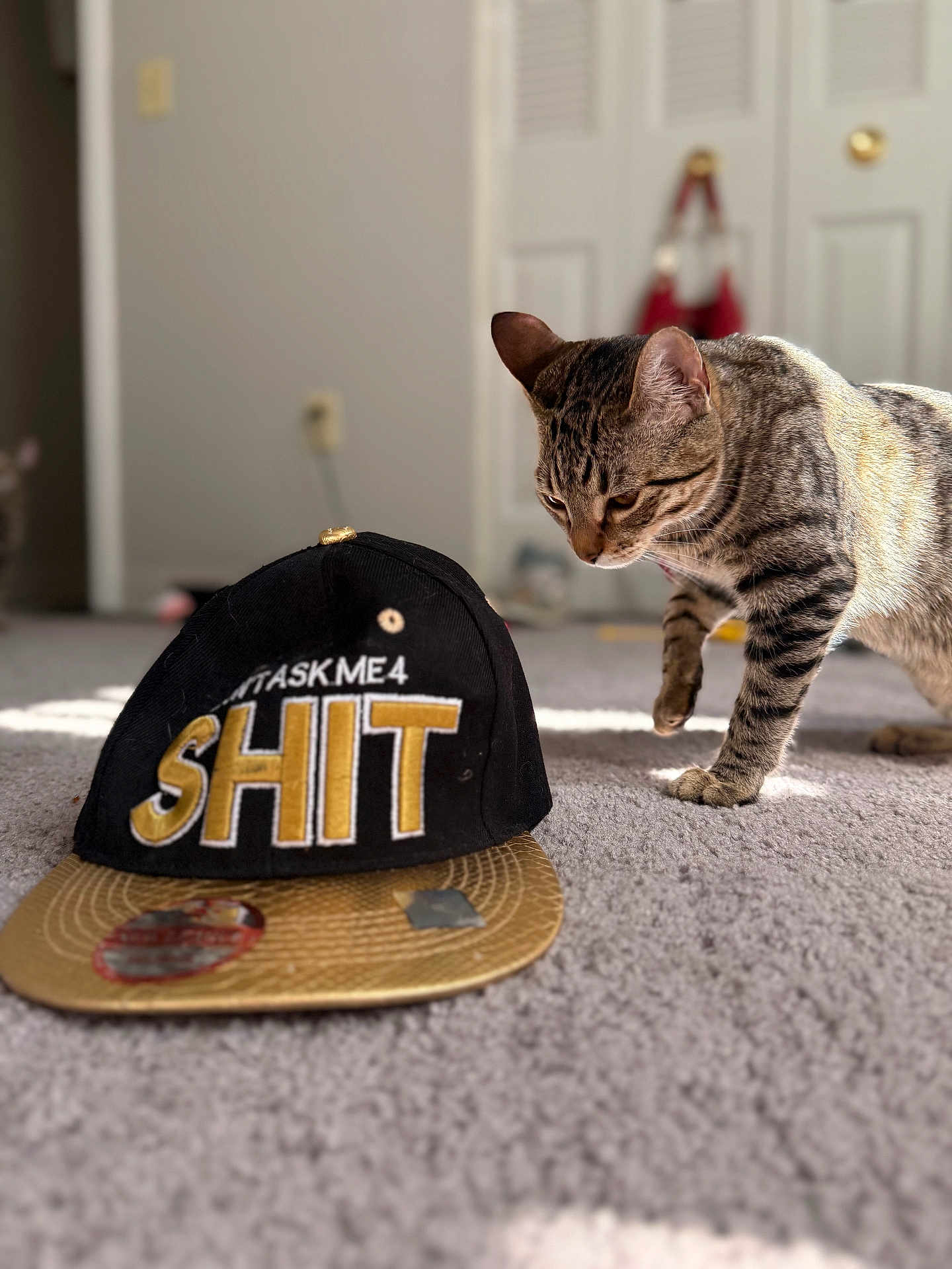 Suki joined the competition — help win amazing prizes! cat, tabby, hat, cap, carpet, indoor, curious, pet, animal, striped, floor, feline, domestic, soft_light, shadow, door, room, object, closeup, texture