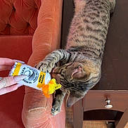 Suki is registered to the contest to win money with this photo: animal, carpet, cat, claw, domestic_cat, furniture, hand, home, indoor, orange_chair, paw, pet, pet_toy, playful, stretching, striped, tabby_cat, toy, velvet_chair, wooden_table