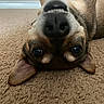 dog, upside_down, carpet, indoor, playful, ears, teeth, brown_fur, pet, animal, closeup, lying_down, floor, cute, friendly, canine, fur, expression, nose, whiskers