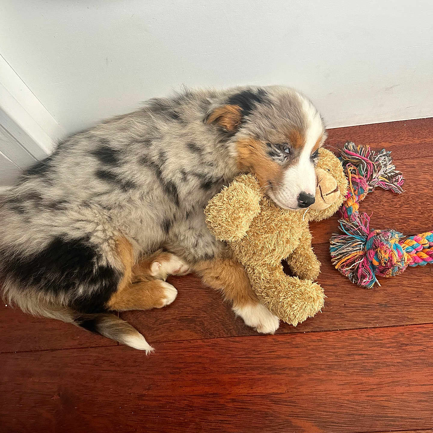 Achille participe au concours pour gagner de l'argent avec cette photo : blue_eye, cuddling, cute, dog, fluffy, fur, hardwood_floor, indoor, merle_pattern, pet, puppy, rope_toy, sleeping, small_puppy, stuffed_toy, teddy_bear, toy, tricolor_fur, white_wall, wood_floor