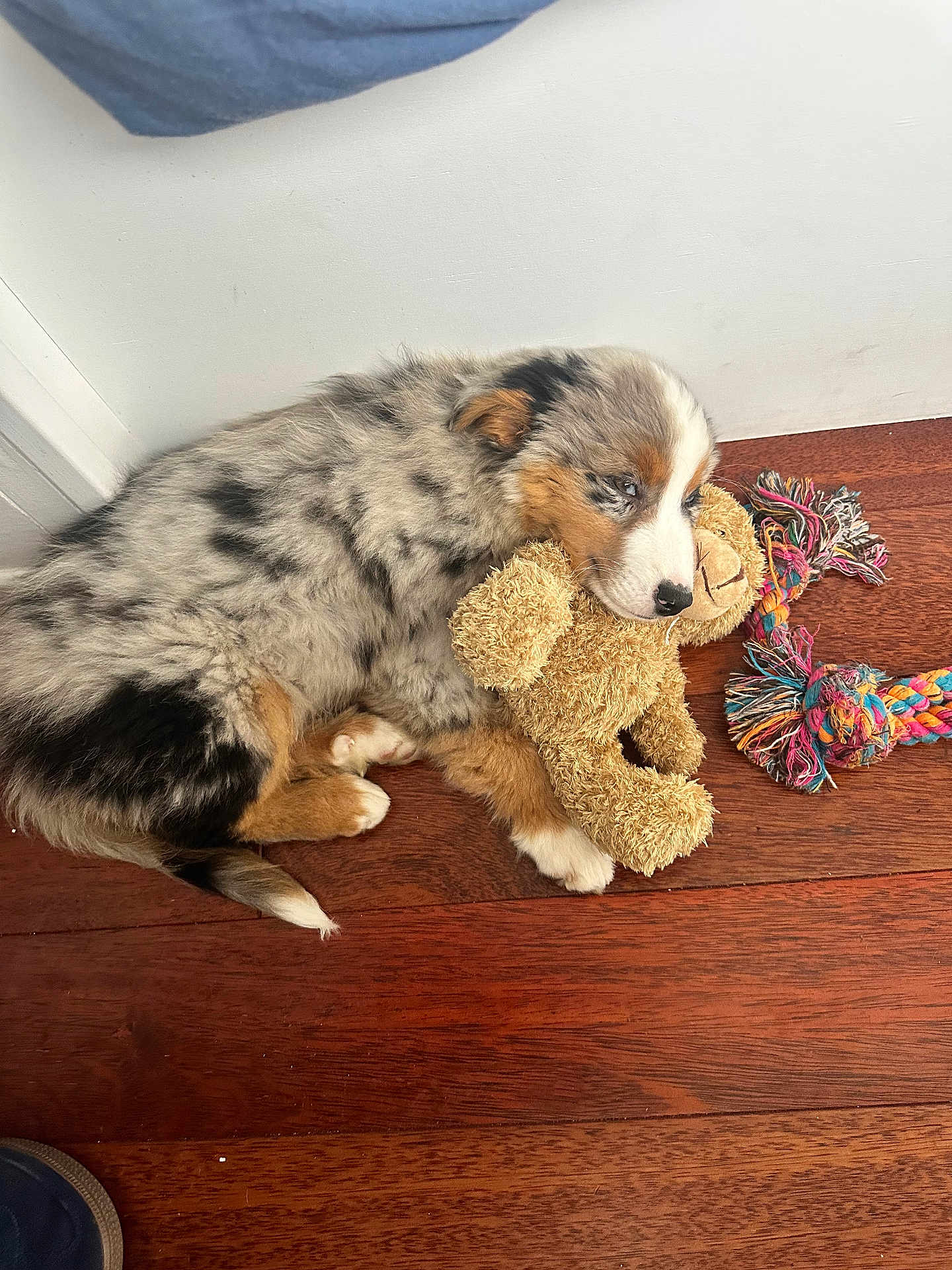 Achille participe au concours pour gagner de l'argent avec cette photo : puppy, dog, stuffed_toy, teddy_bear, rope_toy, hardwood_floor, wood_floor, sleeping, cuddling, fluffy, fur, tricolor_fur, merle_pattern, blue_eye, indoor, pet, cute, small_puppy, toy, white_wall