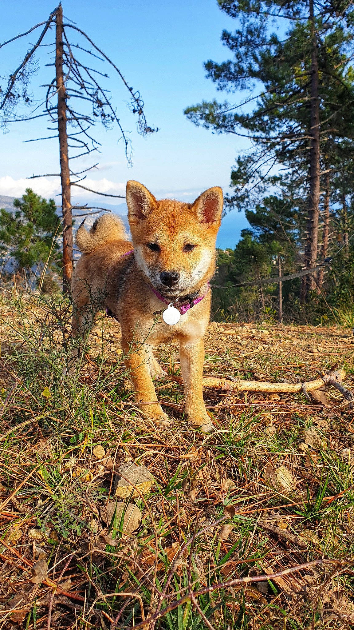 Baly participe au concours pour gagner de l'argent avec cette photo : canidae, carnivore, carolina_dog, dingo, dog, dog_breed, fawn, finnish_spitz, hokkaido, korean_jindo_dog, mammal, new_guinea_singing_dog, non_sporting_group, shiba_inu, tree, vertebrate, wildlife