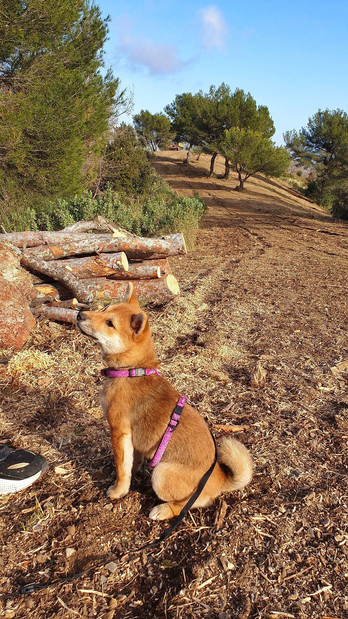 Baly participe au concours pour gagner de l'argent avec cette photo : adventure, canidae, carnivore, dog, dog_breed, dog_hiking, fawn, hiking, landscape, leash, plant, plant_community, recreation, rock, soil, trail, tree, walking, wilderness, wildlife