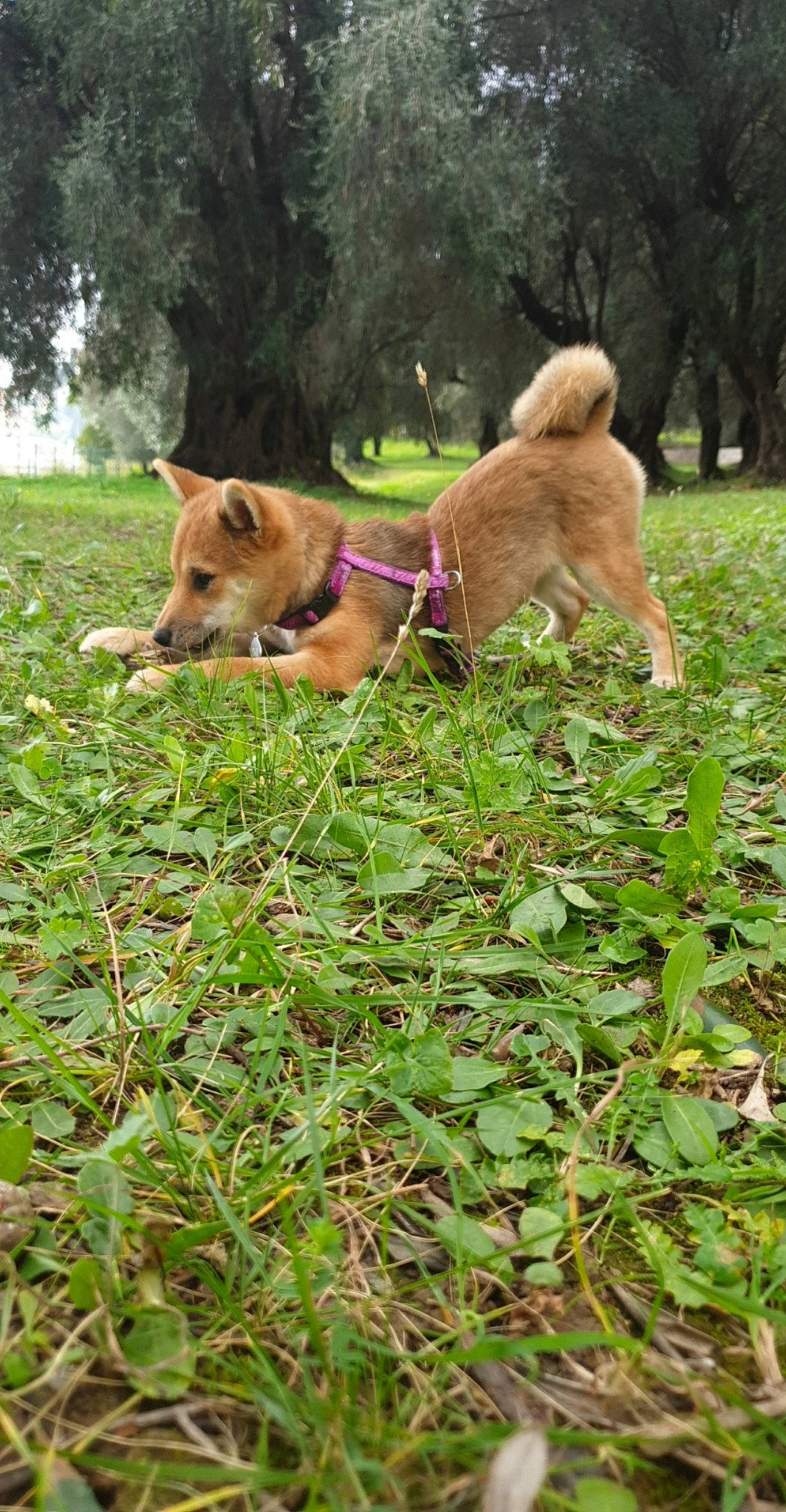 Baly participe au concours pour gagner de l'argent avec cette photo : canidae, carnivore, carolina_dog, companion_dog, dog, dog_breed, fawn, finnish_spitz, mammal, new_guinea_singing_dog, plant, shiba_inu, sporting_group, vertebrate