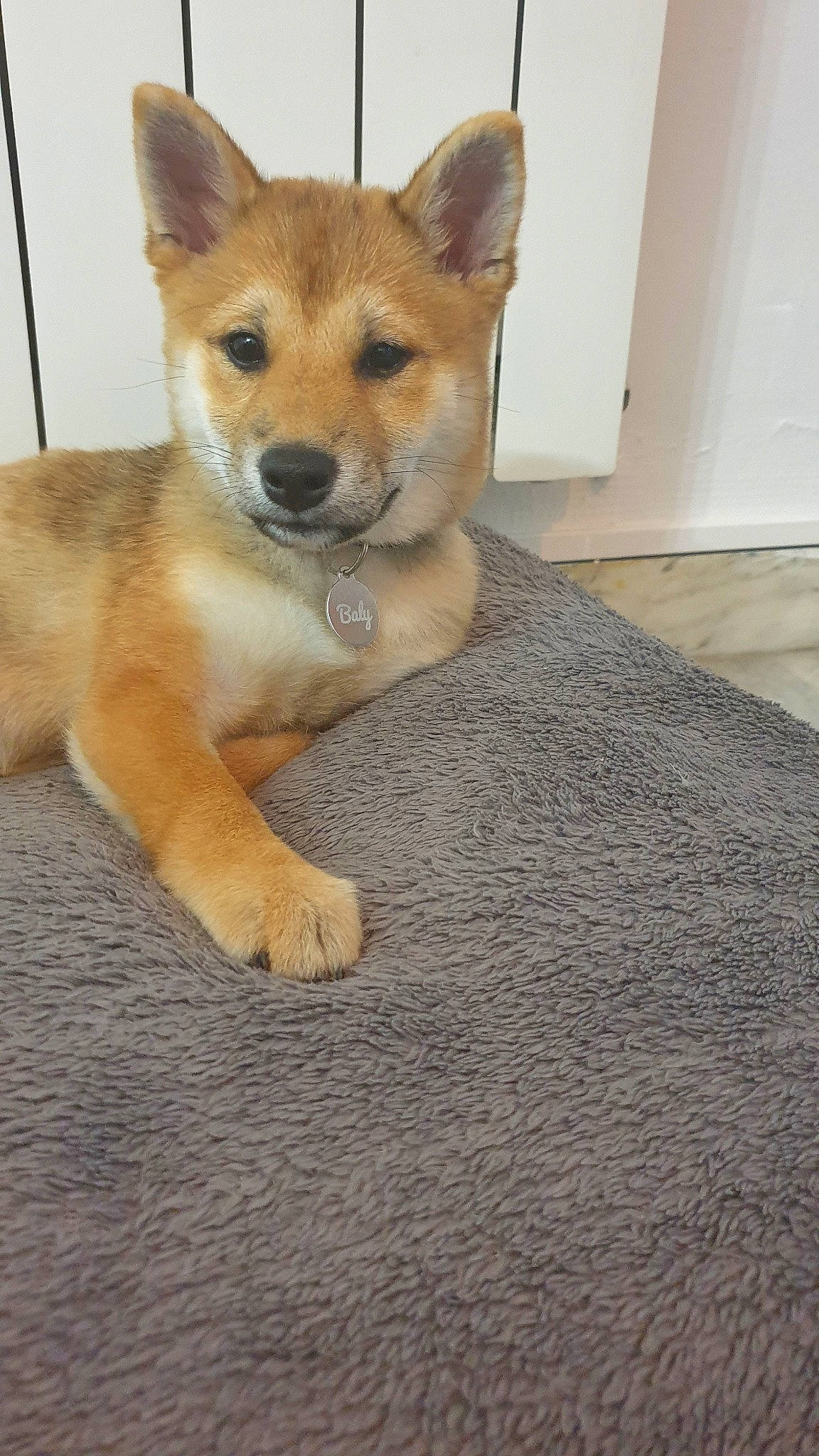 Baly a rejoint le concours — aidez-le/la à gagner de superbes lots ! ancient_dog_breeds, canaan_dog, canidae, carnivore, carolina_dog, companion_dog, dog, dog_breed, finnish_spitz, korean_jindo_dog, mammal, non_sporting_group, norwegian_buhund, norwegian_lundehund, pembroke_welsh_corgi, puppy, shiba_inu, shikoku, snout, vertebrate