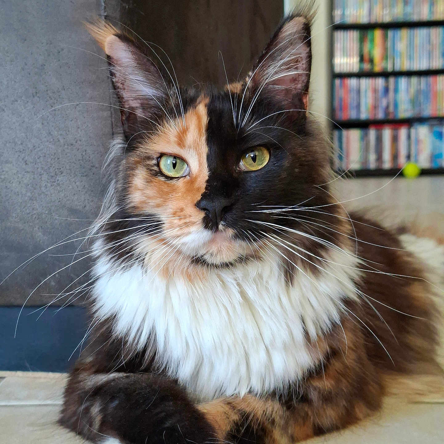 Athéna a rejoint le concours — aidez-le/la à gagner de superbes lots ! cat, calico, green_eyes, fluffy, whiskers, tiled_floor, bookshelf, indoor, pet, animal, feline, relaxed, portrait, close_up, sitting, fur, long_hair, domestic_cat, cute, alert