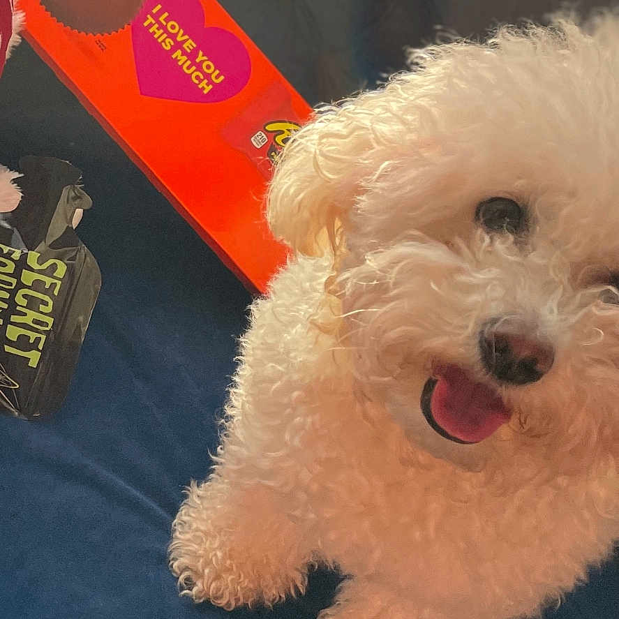 Koko Chanel is registered to the contest to win money with this photo: animal, ball, canine, couch, cushion, dog, face, furniture, head, homedecor, person, pet, photography, poodle, portrait, puppy, sport, tennis, tennisball, whitedog