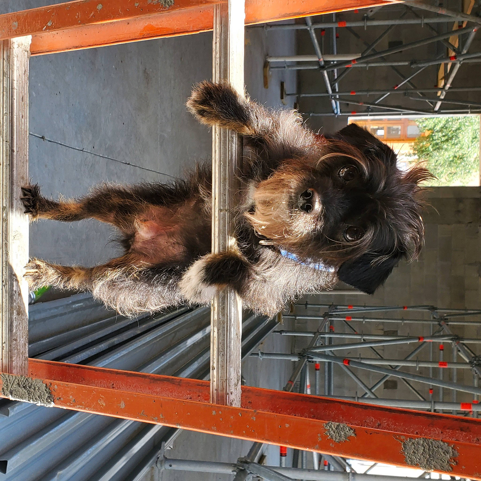 Percy joined the competition — help win amazing prizes! animal_shelter, carnivore, companion_dog, dog_breed, fur, gas, liver, mesh, metal, natural_material, pet_supply, rectangle, snout, sporting_group, steel, tail, terrestrial_animal, window, wood, working_animal