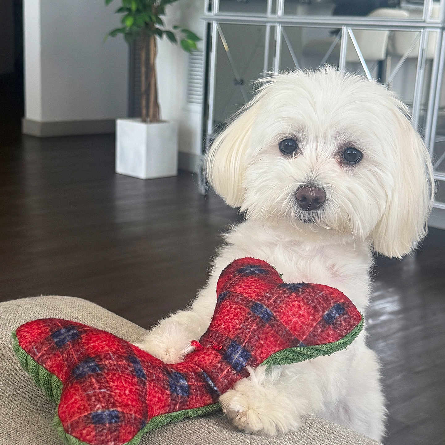 Kiko is registered to the contest to win money with this photo: animal, bone_toy, couch, cozy, cute, dog, domestic_animal, flooring, fur, home_decor, indoor, living_room, mirrored_furniture, pet, pet_toy, plant, plush_toy, small_dog, toy, white_dog