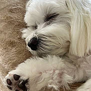 Kiko is registered to the contest to win money with this photo: dog, sleeping, white_fur, paw, nose, closeup, cozy, blanket, relaxed, pet, fluffy, cute, animal, indoors, fur, resting, soft, companion, mammal, peaceful