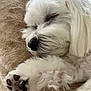 dog, sleeping, white_fur, paw, nose, closeup, cozy, blanket, relaxed, pet, fluffy, cute, animal, indoors, fur, resting, soft, companion, mammal, peaceful