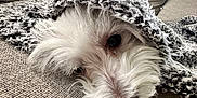 Kiko is registered to the contest to win money with this photo: dog, white_dog, blanket, couch, cozy, indoor, pet, fur, resting, snug, texture, knitted, window, natural_light, soft, sleepy, closeup, nose, face, relaxing