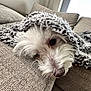 dog, white_dog, blanket, couch, cozy, indoor, pet, fur, resting, snug, texture, knitted, window, natural_light, soft, sleepy, closeup, nose, face, relaxing