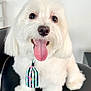 Kiko is registered to the contest to win money with this photo: dog, white, fluffy, tongue_out, sitting, chair, pet, cute, domestic_animal, indoor, accessory, black_chair, closeup, happy, animal, companion, friendly, fur, portrait, playful
