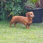 Jojo participe au concours pour gagner de l'argent avec cette photo : animal, brown_dog, canine, collar, dachshund, dog, fur, garden, grass, greenery, leaf, mammal, nature, outdoor, pet, plant, pot, side_view, small_dog, standing
