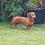 animal, brown_dog, canine, collar, dachshund, dog, fur, garden, grass, greenery, leaf, mammal, nature, outdoor, pet, plant, pot, side_view, small_dog, standing
