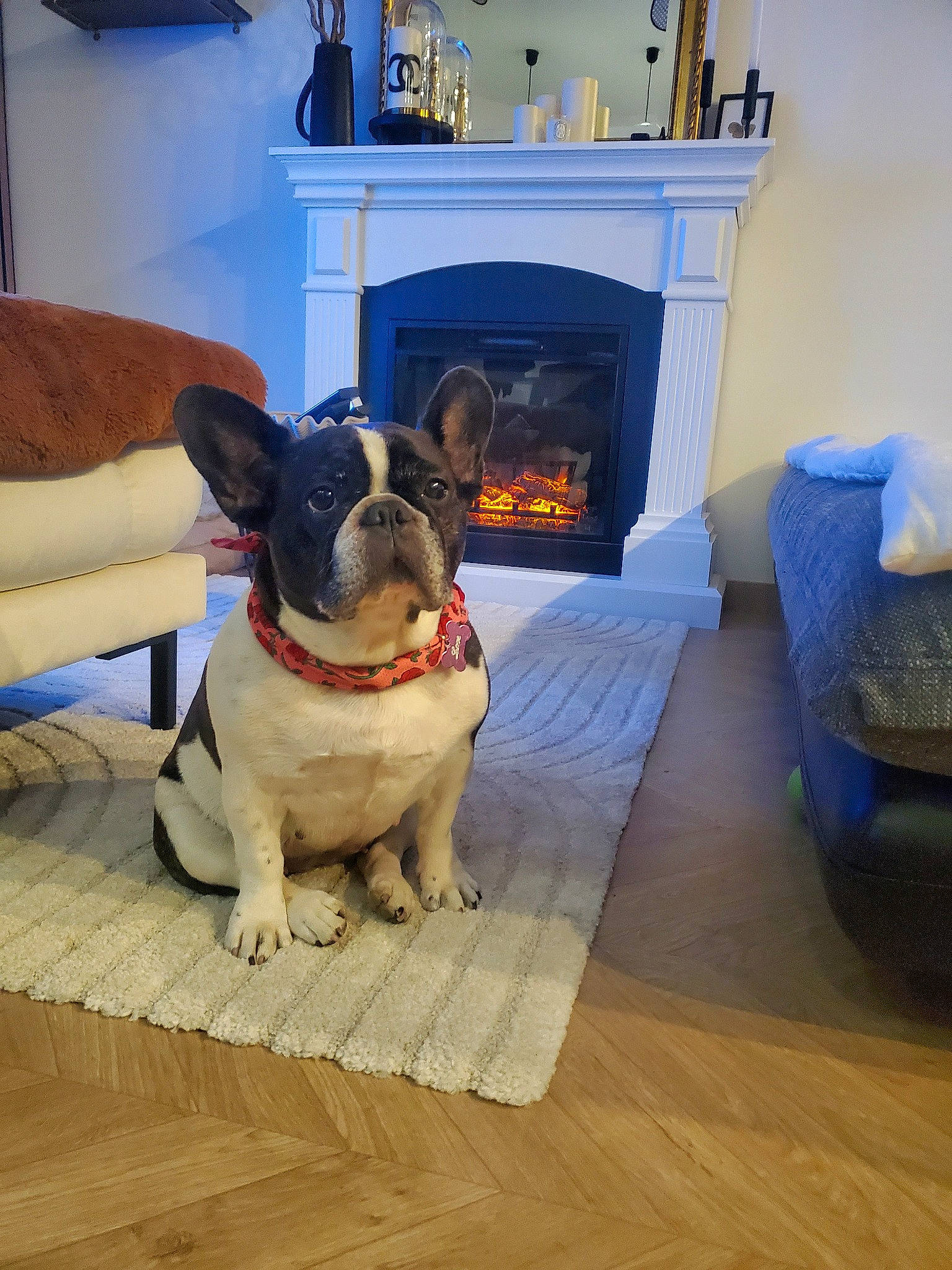 Love participe au concours pour gagner de l'argent avec cette photo : blue, carnivore, collar, comfort, companion_dog, couch, dog, dog_breed, fawn, floor, flooring, furniture, gas, hardwood, laminate_flooring, living_room, pet_supply, wood, wood_burning_stove, working_animal