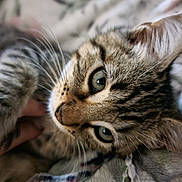 Jackson is registered to the contest to win money with this photo: animal, blanket, cat, close_up, comfort, cozy, cute, domestic_cat, eyes, fur, indoor, kitten, mammal, pet, portrait, resting, soft, tabby, whiskers, young