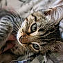 animal, blanket, cat, close_up, comfort, cozy, cute, domestic_cat, eyes, fur, indoor, kitten, mammal, pet, portrait, resting, soft, tabby, whiskers, young