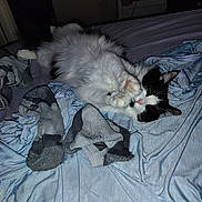 Lilly is registered to the contest to win money with this photo: cat, black_and_white, fluffy, sleeping, bed, socks, blanket, indoor, pet, cute, feline, cozy, relaxed, paws, fur, resting, domestic, animal, soft, comfort