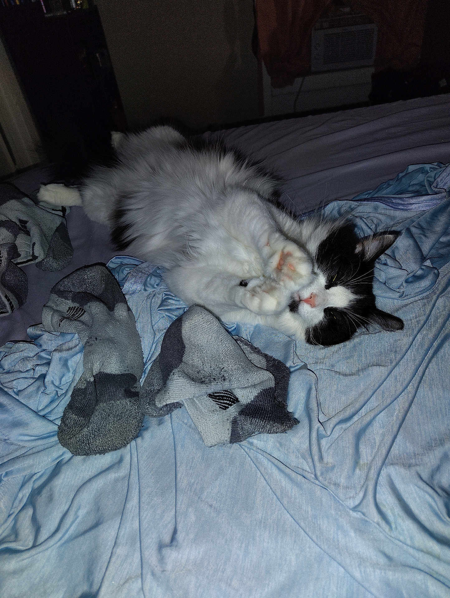 Lilly is registered to the contest to win money with this photo: cat, black_and_white, fluffy, sleeping, bed, socks, blanket, indoor, pet, cute, feline, cozy, relaxed, paws, fur, resting, domestic, animal, soft, comfort