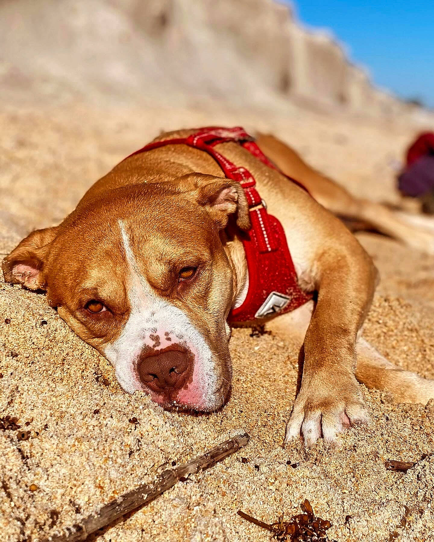 Simba joined the competition — help win amazing prizes! ball, beach, canidae, carnivore, companion_dog, dog, dog_breed, dog_supply, fawn, hunting_dog, landscape, liver, sky, snout, sporting_group, terrestrial_animal, working_animal