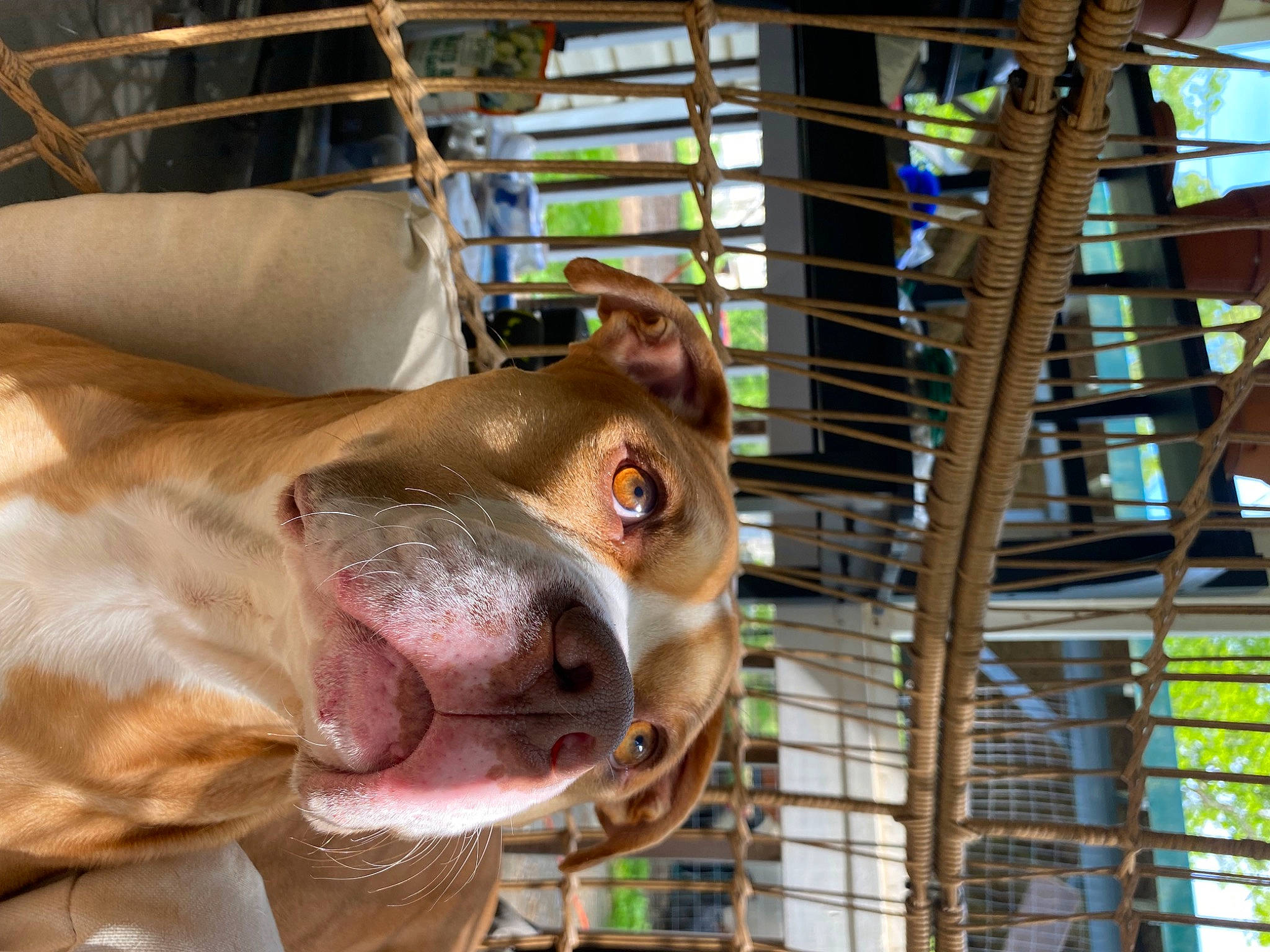 Simba joined the competition — help win amazing prizes! animal_shelter, canidae, carnivore, collar, companion_dog, dog, dog_breed, dog_collar, dog_supply, fawn, fur, jaw, kennel, liver, pet_supply, service, snout, sporting_group, whiskers, working_animal