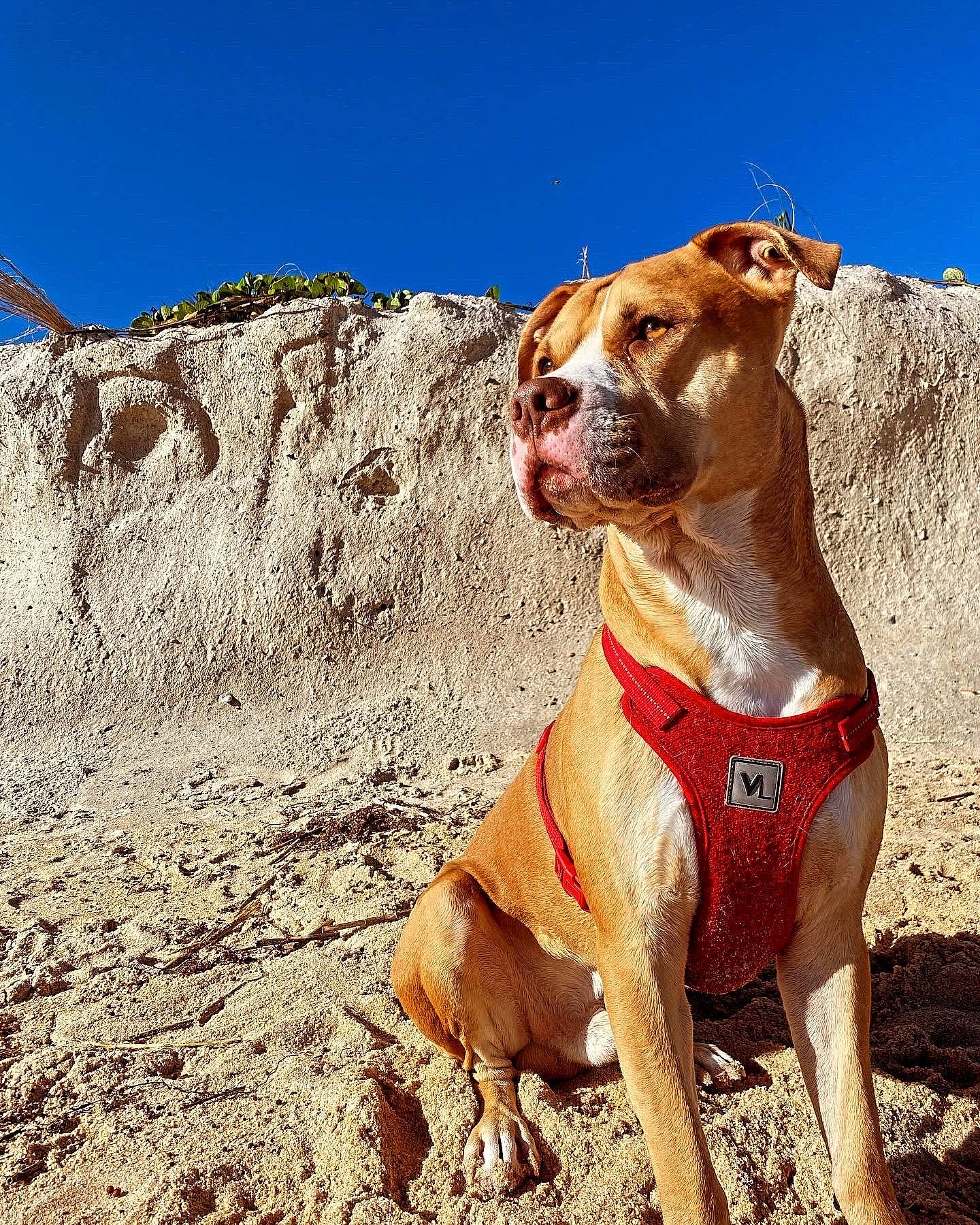 Simba is registered to the contest to win money with this photo: adventure, canidae, carnivore, collar, companion_dog, dog, dog_breed, dog_collar, dog_supply, fawn, landscape, liver, pet_supply, sand, sky, slope, snout, soil, sporting_group, working_animal