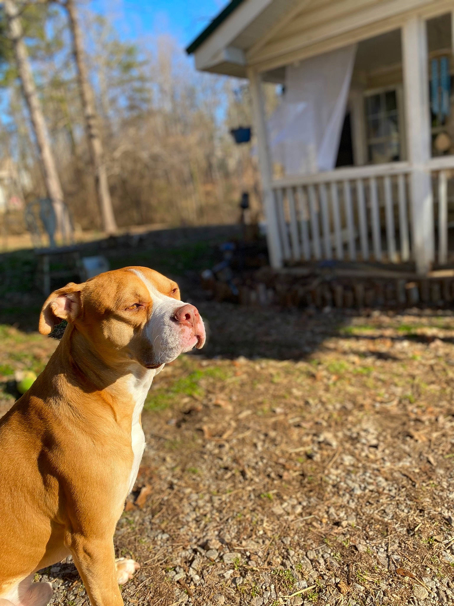 Simba joined the competition — help win amazing prizes! building, carnivore, collar, companion_dog, dog, dog_breed, dog_collar, fawn, grass, house, plant, porch, sky, snout, sporting_group, tail, tree, wood, working_animal, wrinkle