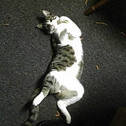 Dakota is registered to the contest to win money with this photo: cat, animal, pet, lying_down, carpet, indoor, feline, white, tabby, playful, relaxed, floor, paw, fur, cute, domestic, resting, striped, ears, whiskers