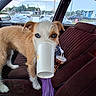 blue_eyes, car_interior, cup, curious, daylight, dog, drink, fabric, funny, outdoor, paper, parking_lot, pet, purple_towel, rain_drops, seat, side_mirror, straw, vehicle, window