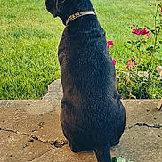 Diesel joined the competition — help win amazing prizes! dog, black_dog, collar, outdoor, backyard, grass, concrete, flower, pink_flower, leaf, tail, fence, chain_link_fence, pet, sitting, nature, garden, daylight, animal, canine