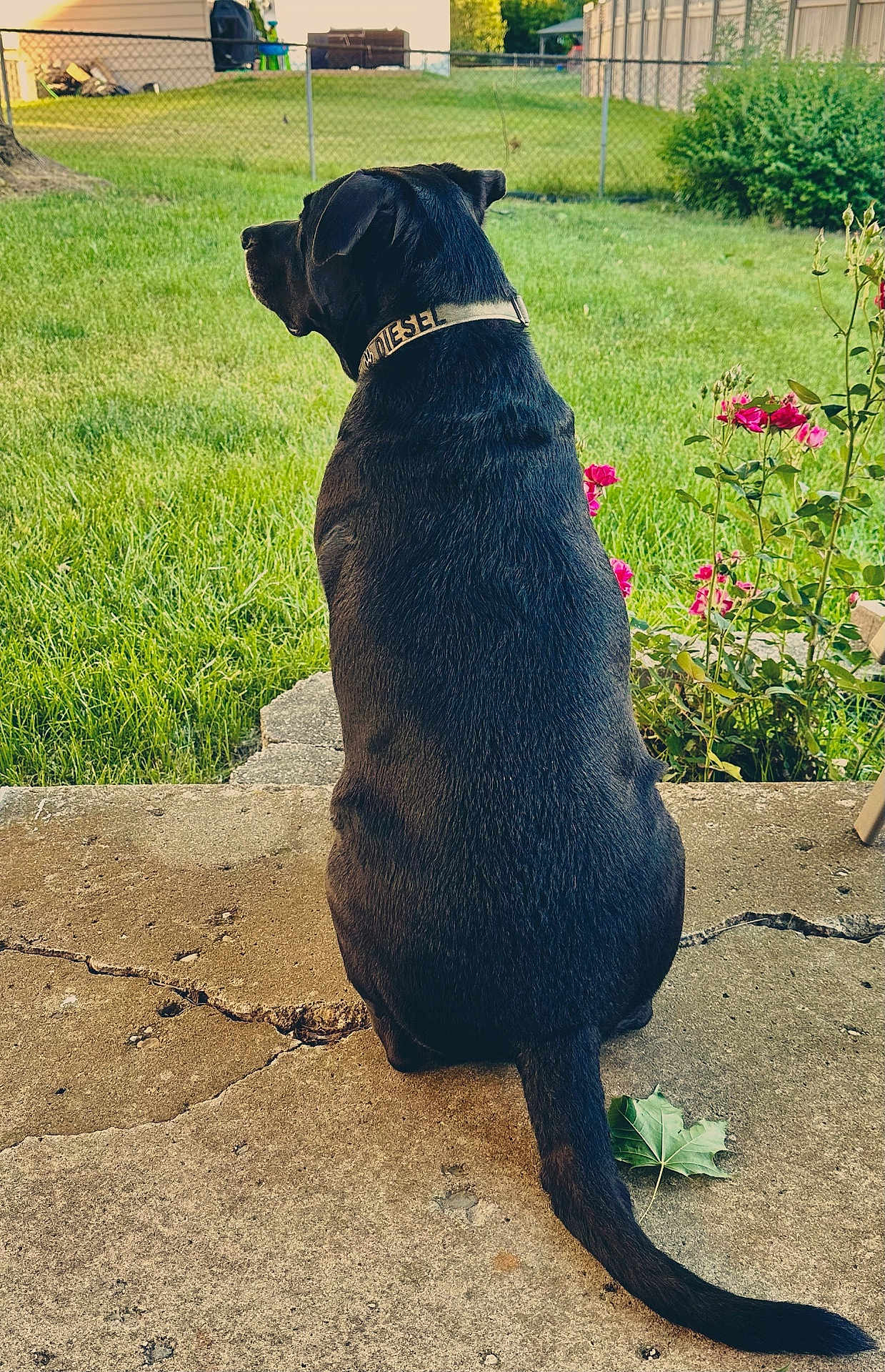 Diesel