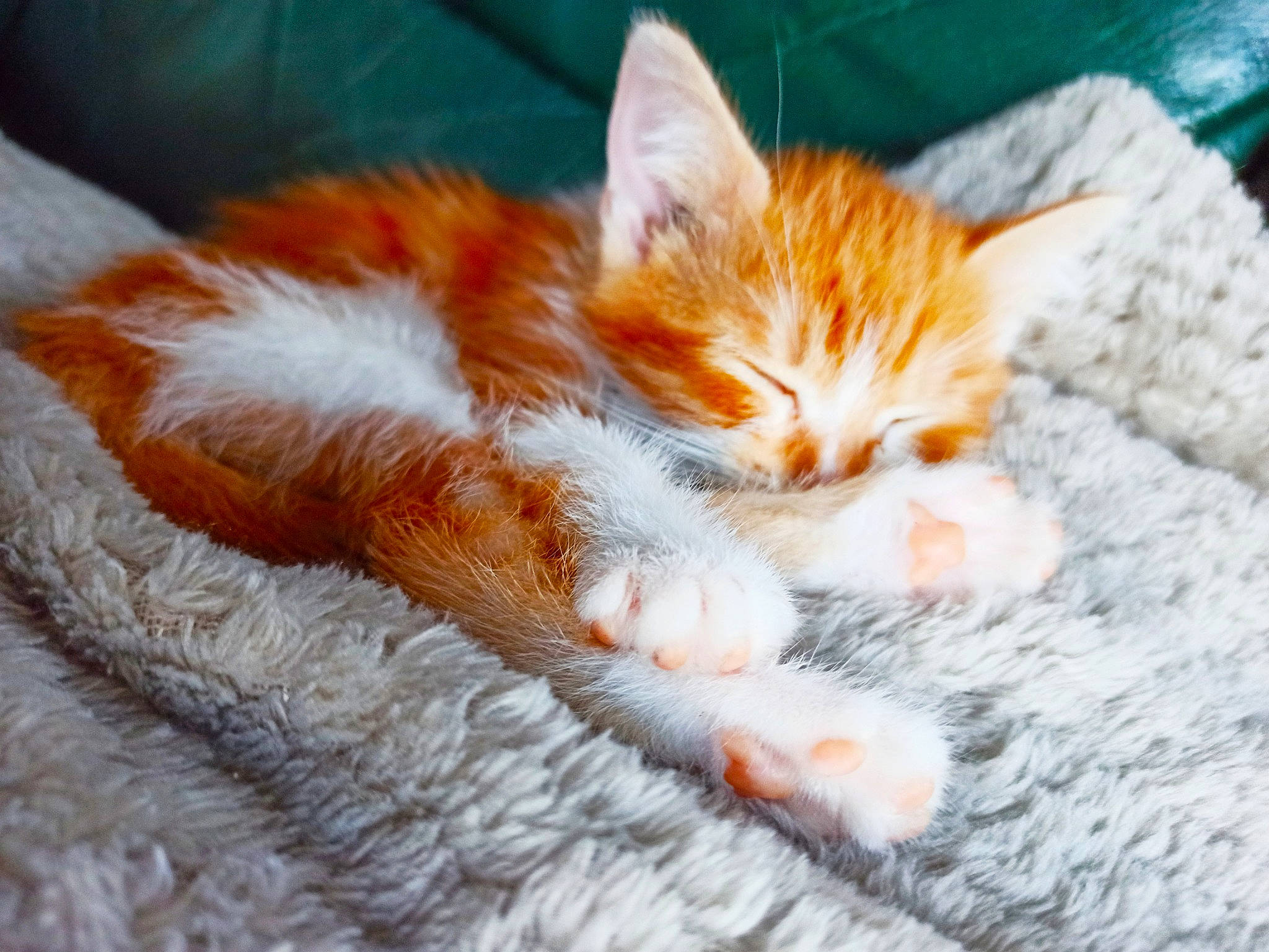 Roukie a rejoint le concours — aidez-le/la à gagner de superbes lots ! carnivore, cat, claw, comfort, domestic_short_haired_cat, fawn, felidae, foot, fur, grass, nap, orange, paw, sitting, small_to_medium_sized_cats, snout, tail, textile, tree, whiskers