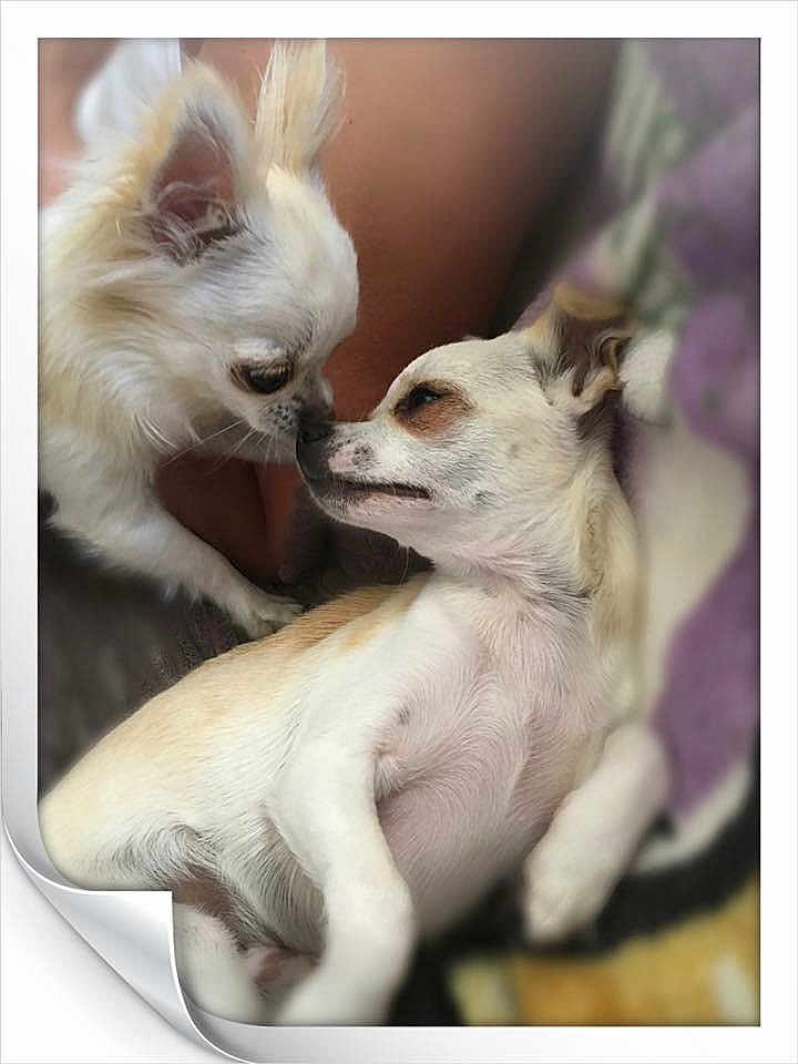 Romeo is registered to the contest to win money with this photo: dog, small_dog, pets, cute, nose_to_nose, close_up, furry, animal, relaxed, sleeping, companion, friendship, indoor, blanket, white_fur, brown_spots, ears, face, snout, resting