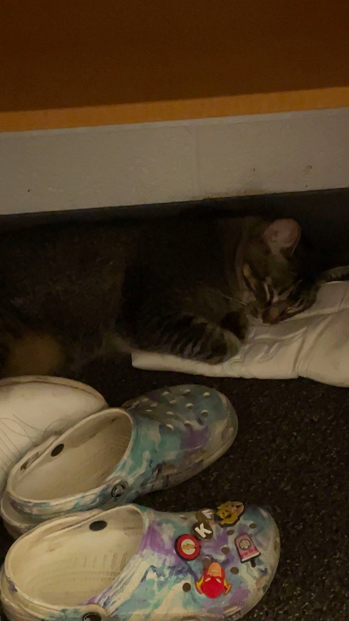 Kevin joined the competition — help win amazing prizes! art, cat, ceramic, circle, comfort, dishware, earthenware, felidae, flooring, grey, hardwood, plastic, plate, porcelain, pottery, serveware, small_to_medium_sized_cats, tableware, whiskers, wood