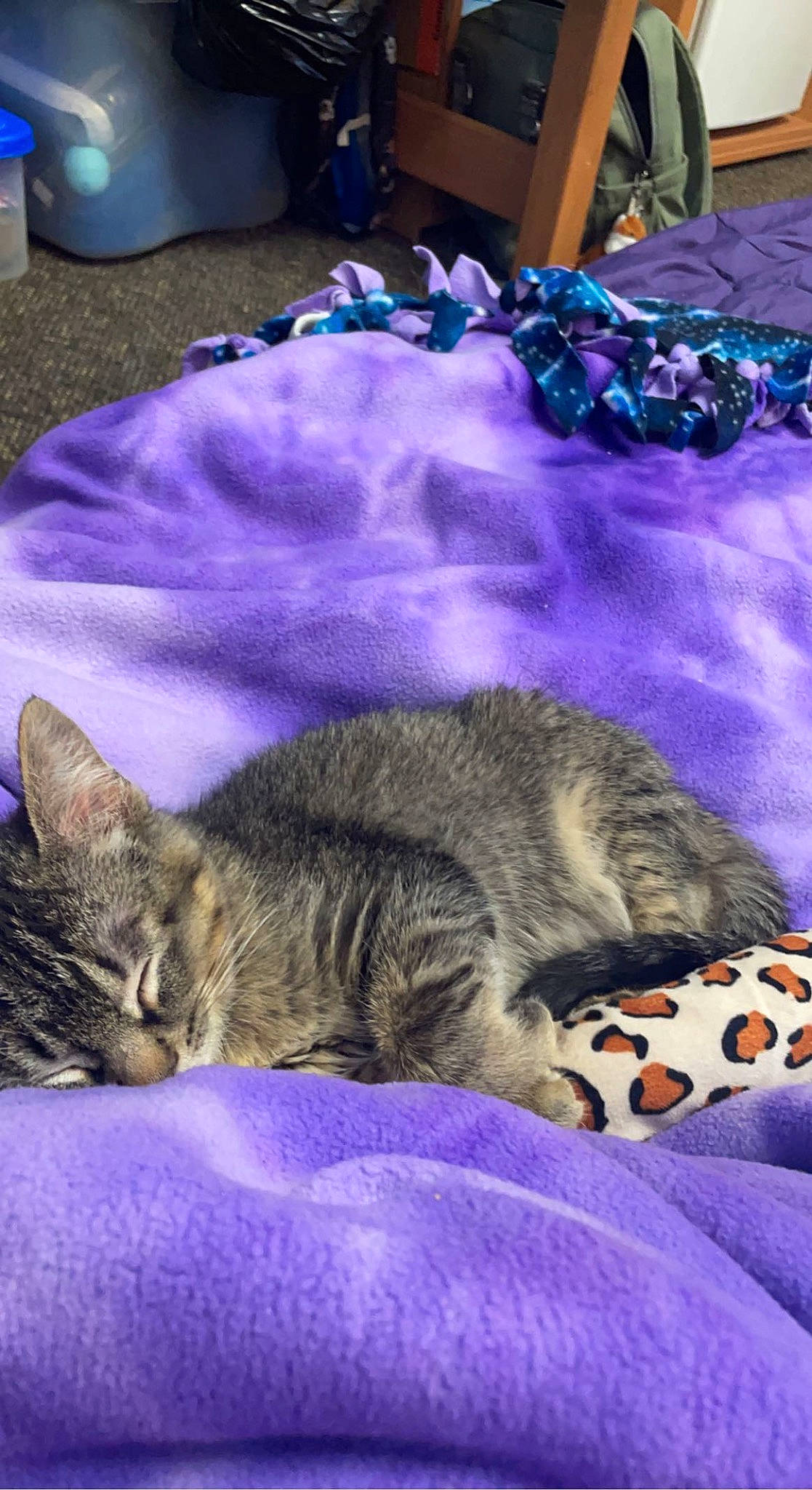 Kevin joined the competition — help win amazing prizes! blue, carnivore, cat, comfort, domestic_short_haired_cat, felidae, fur, grass, grey, linens, magenta, nap, pattern, paw, purple, sleep, small_to_medium_sized_cats, snout, textile, whiskers