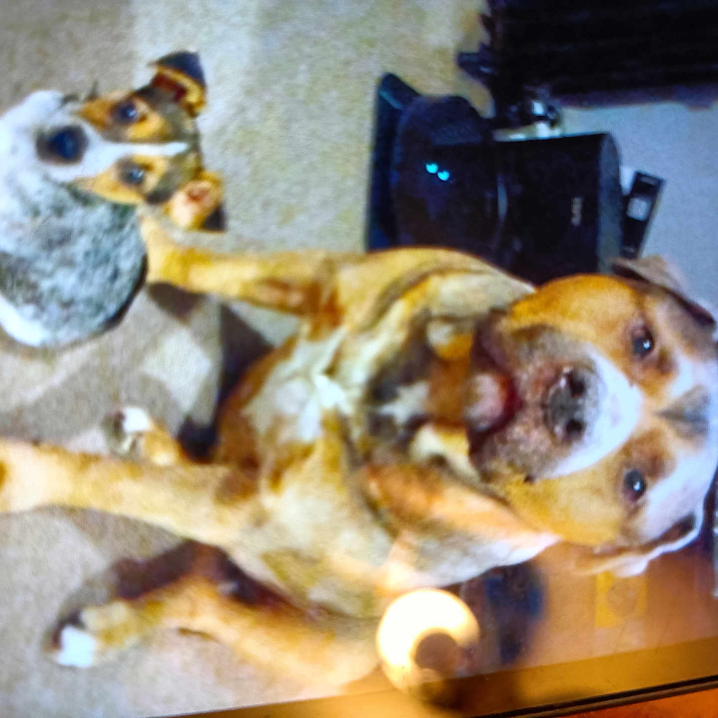 Meatball joined the competition — help win amazing prizes! dog, indoor, carpet, brown_dog, white_dog, two_dogs, pet, animal, floor, curious, seated, home, furniture, light_reflection, cozy, companion, domestic, looking_up, background, curious_eyes