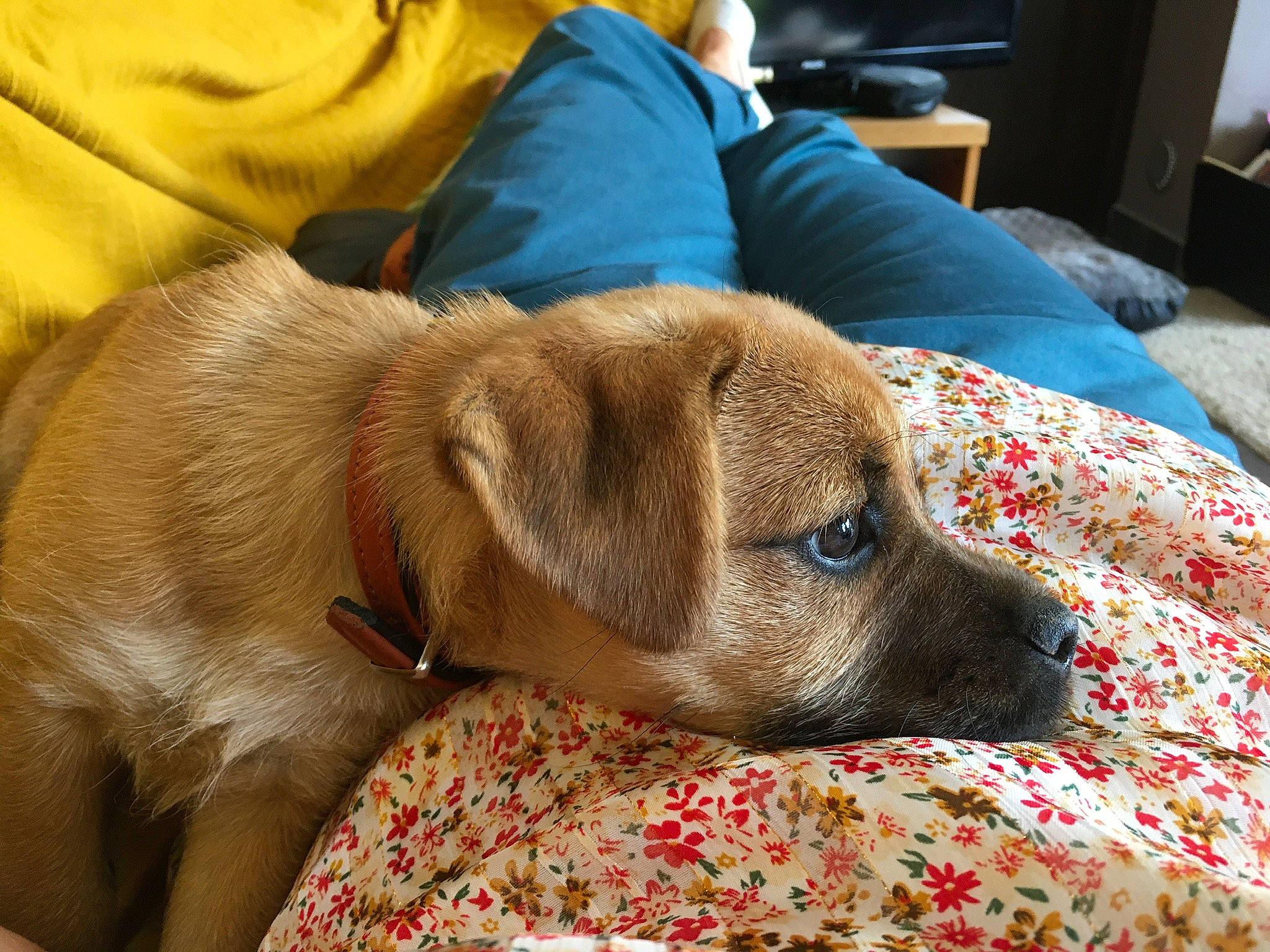 Kiko a rejoint le concours — aidez-le/la à gagner de superbes lots ! canidae, carnivore, collar, comfort, companion_dog, dog, dog_breed, dog_supply, fawn, fur, linens, liver, nap, pet_supply, puppy, snout, sporting_group, terrestrial_animal, whiskers, working_animal