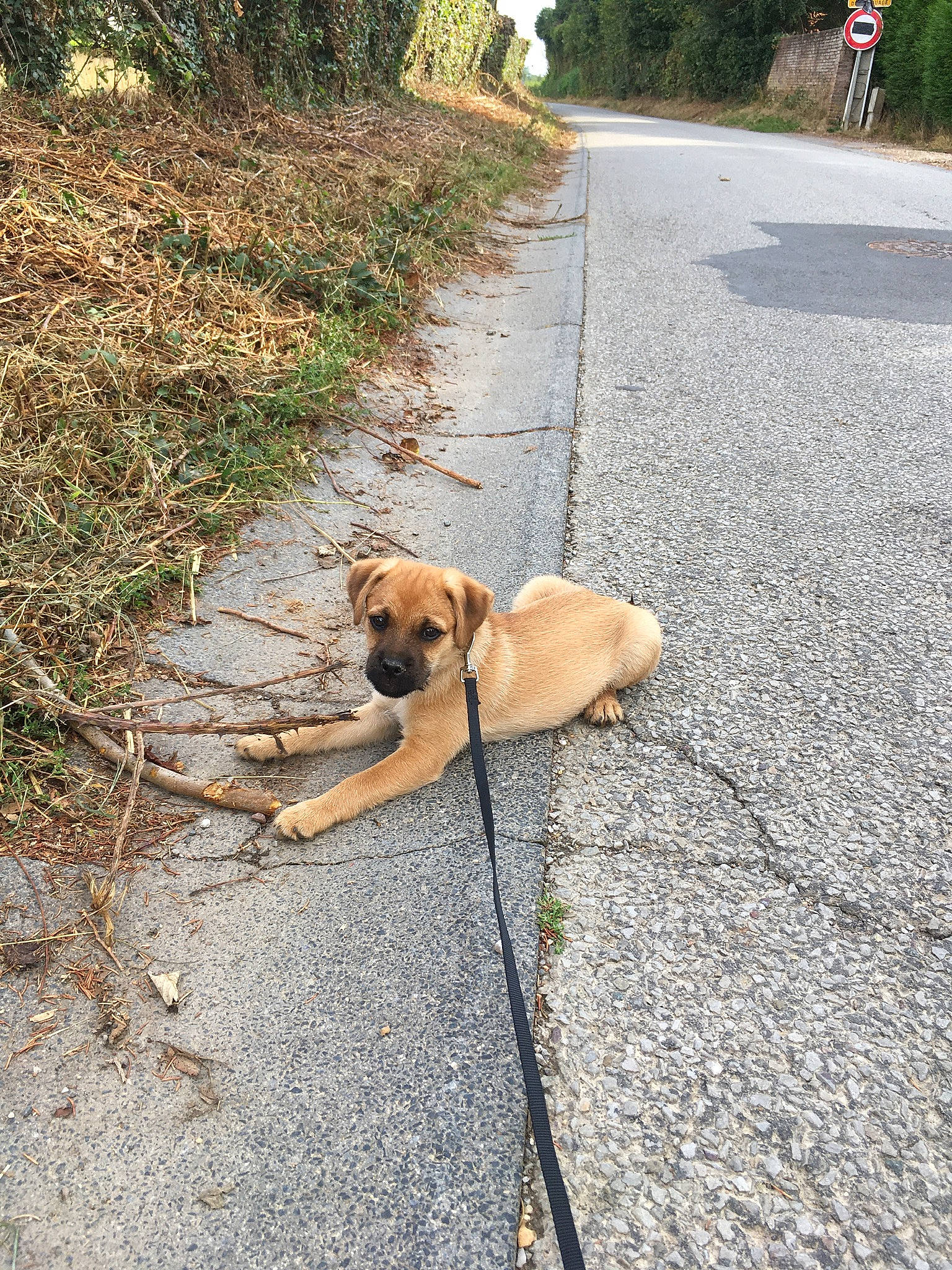 Kiko participe au concours pour gagner de l'argent avec cette photo : asphalt, carnivore, collar, companion_dog, dog, dog_breed, fawn, grass, leash, mammal, pet_supply, plant, road, road_surface, sidewalk, sporting_group, tail, tree, vertebrate, working_animal